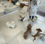 이모네애견호텔놀이방