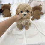 멍앤냥 강아지고양이 안양점