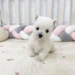 멍앤냥 강아지고양이 안양점