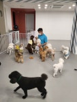 조이풀독