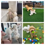 펫츠하우스 애견유치원