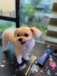 까끄송