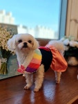 놀다가시개