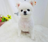 꽃다비펫