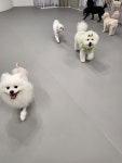 조이풀독