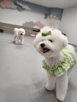 조이풀독