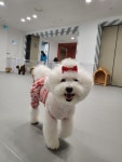 조이풀독