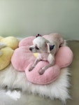 휴니펫