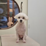 몽핏