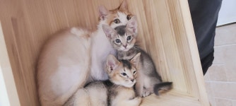 둘리애견미용샵