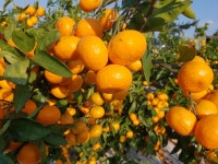 윤서네 탱귤탱귤