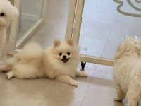 펫다방