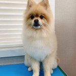 온리펫살롱