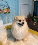 앙볼리펫살롱 부산점