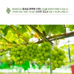 함안왕포도