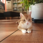 늘조은동물병원