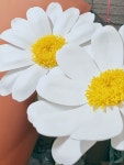 꽃마루