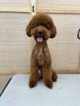 영하개