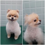 윤애견미용