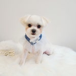 흰둥이검둥이꾸미는날