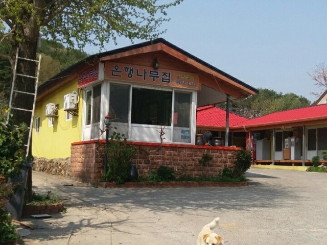 은행나무집