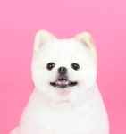 펫미나무