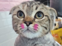 영천애견미용