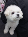 온리펫살롱