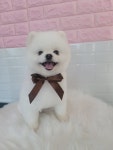 영천애견미용
