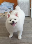 온리펫살롱