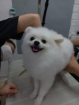 온리펫살롱