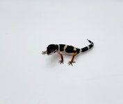 와우펫앤쥬 부산점