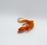 와우펫앤쥬 부산점