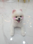 주주펫살롱