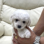 부천애견호텔 멍미텔