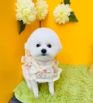 러블리펫