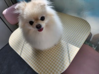 멍냥이네 애견미용