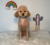 솔펫애견미용놀이터