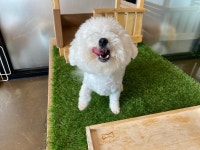 어썸 강아지 호텔 & 유치원