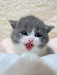 골드 홀릭 캐터리