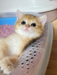 골드 홀릭 캐터리