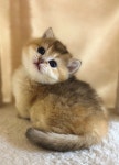 골드 홀릭 캐터리
