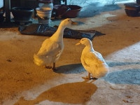 병철이네농장
