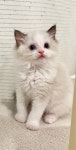 골드 홀릭 캐터리