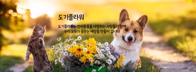 도기플라워