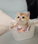 감자캣