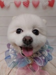 맘스펫 다산애견미용 호텔 가위컷
