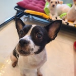 미니복이애견호텔.미용