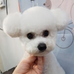 개를 품은 남자
