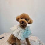 대박펫살롱